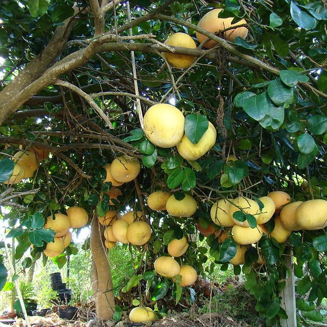 Pummelo Watsons Choice - Ladybird Nursery