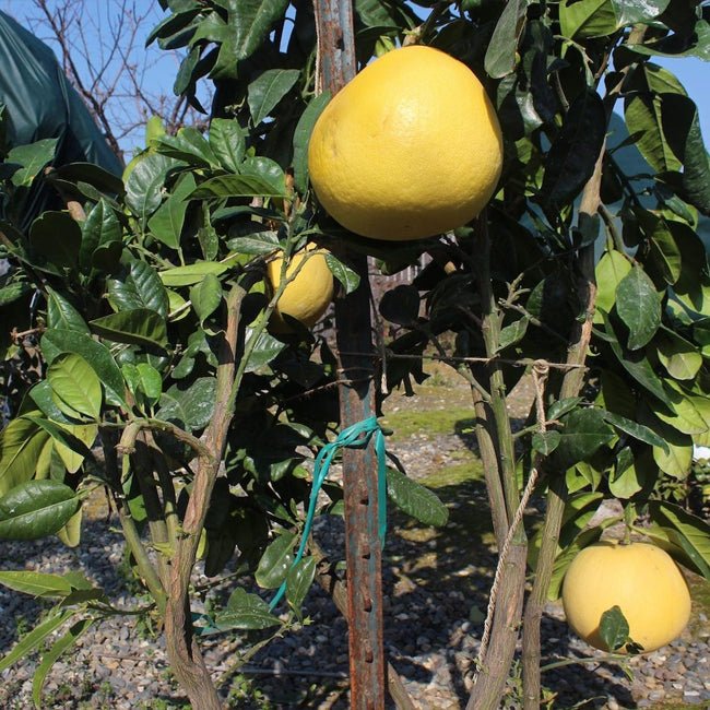 Pummelo Watsons Choice - Ladybird Nursery