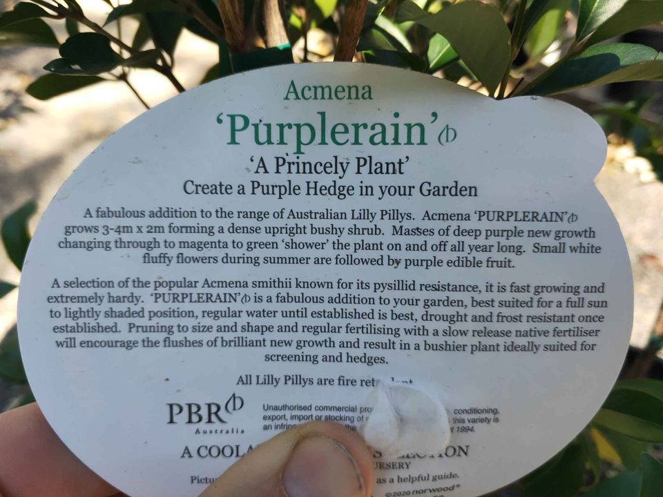 Purple Lilly Pilly - Ladybird Nursery