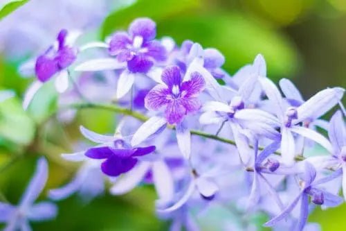 Wisteria Formosa Plant  Buy Now!  Ladybird Nursery