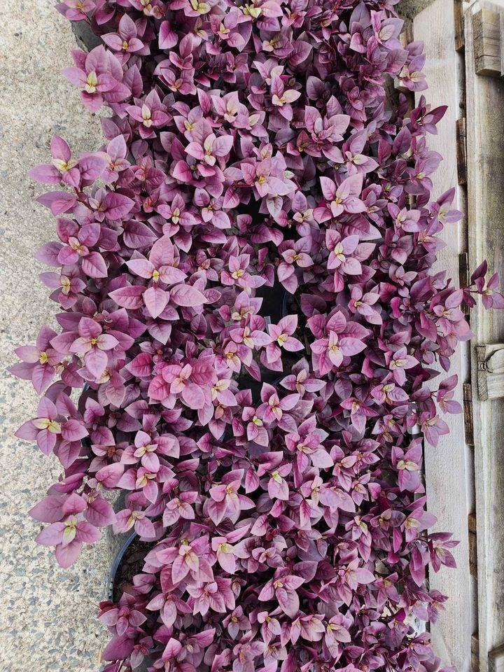 Little Ruby™ Alternanthera dentata ‘LRU30’ PBR - Ladybird Nursery