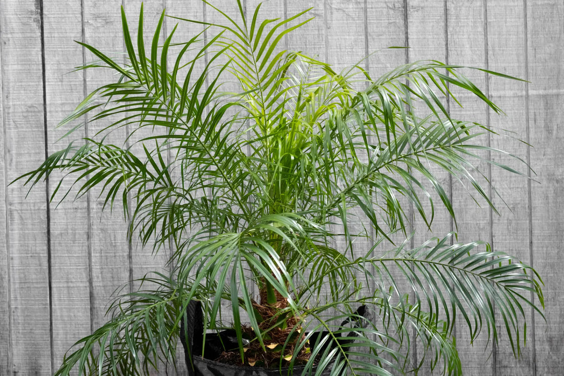 Pygmy Date Palm (Phoenix roebelenii) - Advanced (PICKUP ONLY) - Ladybird Nursery
