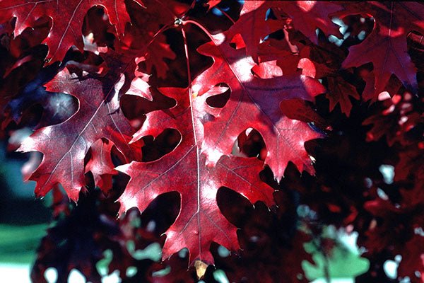 Scarlet Oak (Quercus coccinea) - Ladybird Nursery
