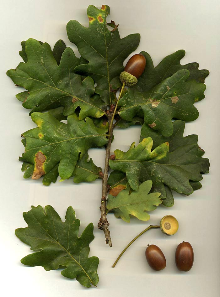 English Oak (Quercus robur)
