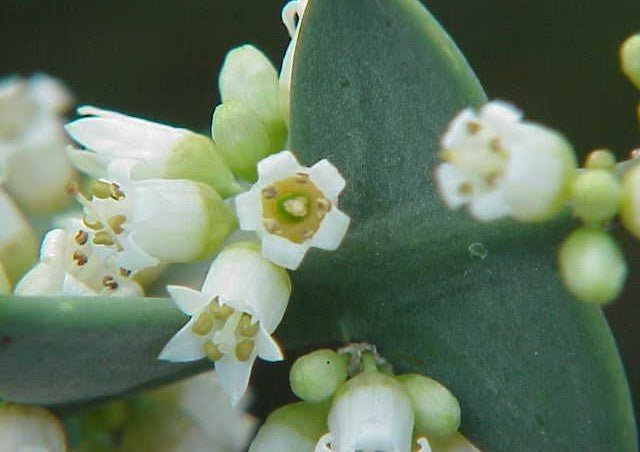 Anchor Plant (Colletia cruciata) - Ladybird Nursery