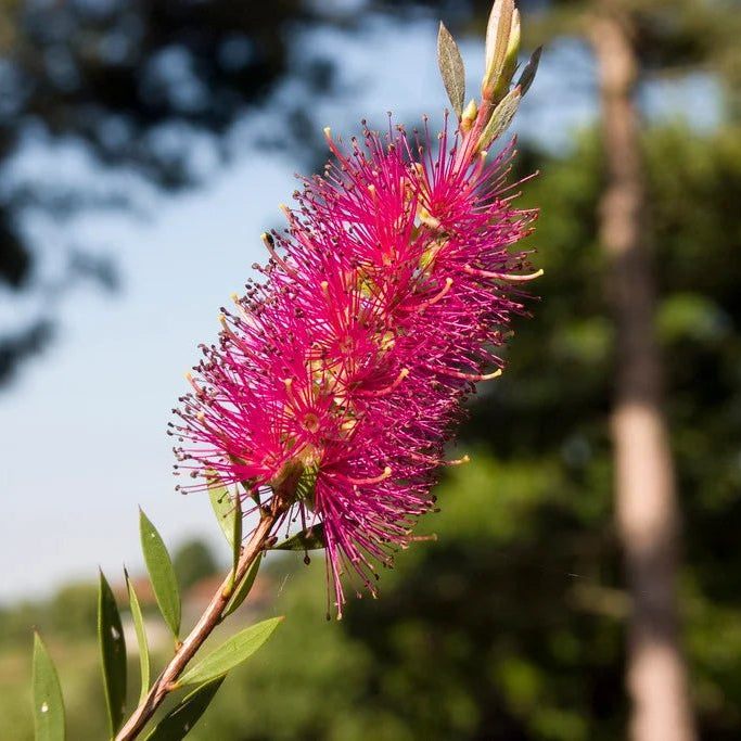 Bottlebrush Mauve Mist (Callistemon) - Ladybird Nursery