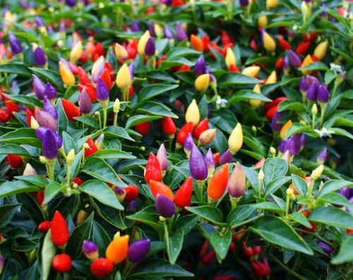 Rainbow Chilli - Ladybird Nursery