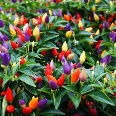 Rainbow Chilli - Ladybird Nursery