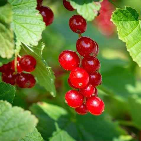 Red Currant - Ladybird Nursery