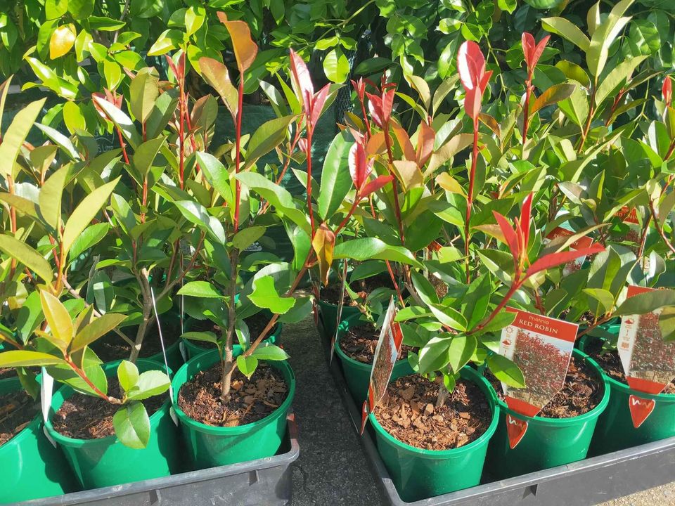 Red Robin hedging - Ladybird Nursery