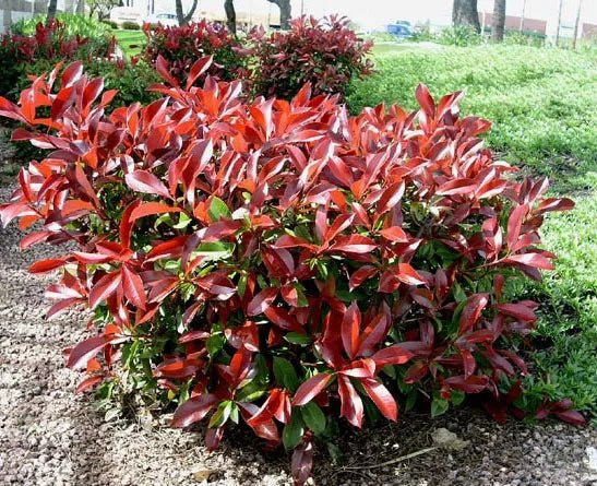 Red Tip Photinia fraseri Thin Red™ (Photinia x) - Ladybird Nursery
