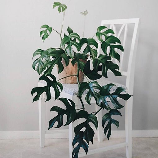 Dwarf Monstera (Rhaphidophora tetrasperma) - Ladybird Nursery