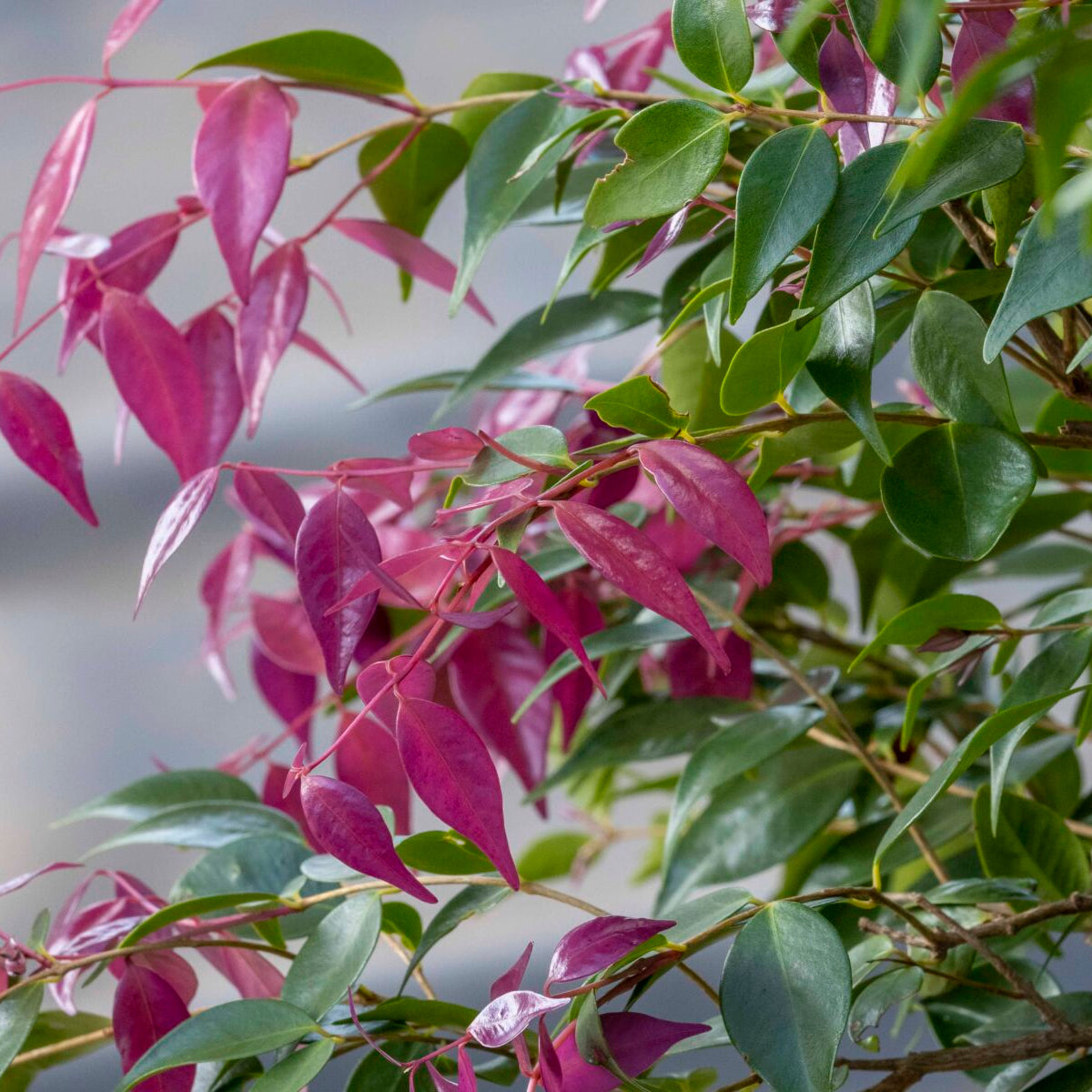 Riberry 'Pink Tips' (Syzygium Luehmannii)