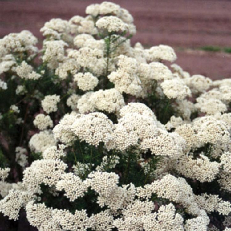 Rice Flower 'Winter White' (Ozothamnus) - Ladybird Nursery