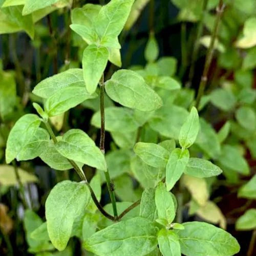 River Mint (Mentha Australia) - Ladybird Nursery