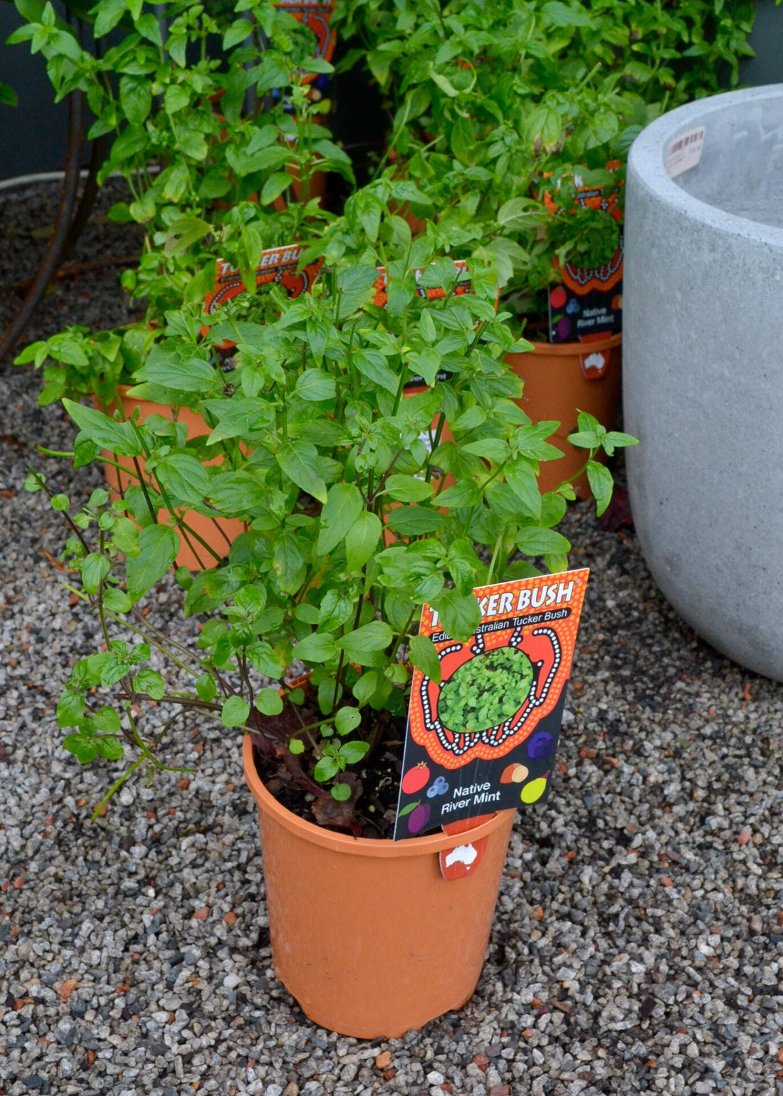River Mint (Mentha Australia) - Ladybird Nursery
