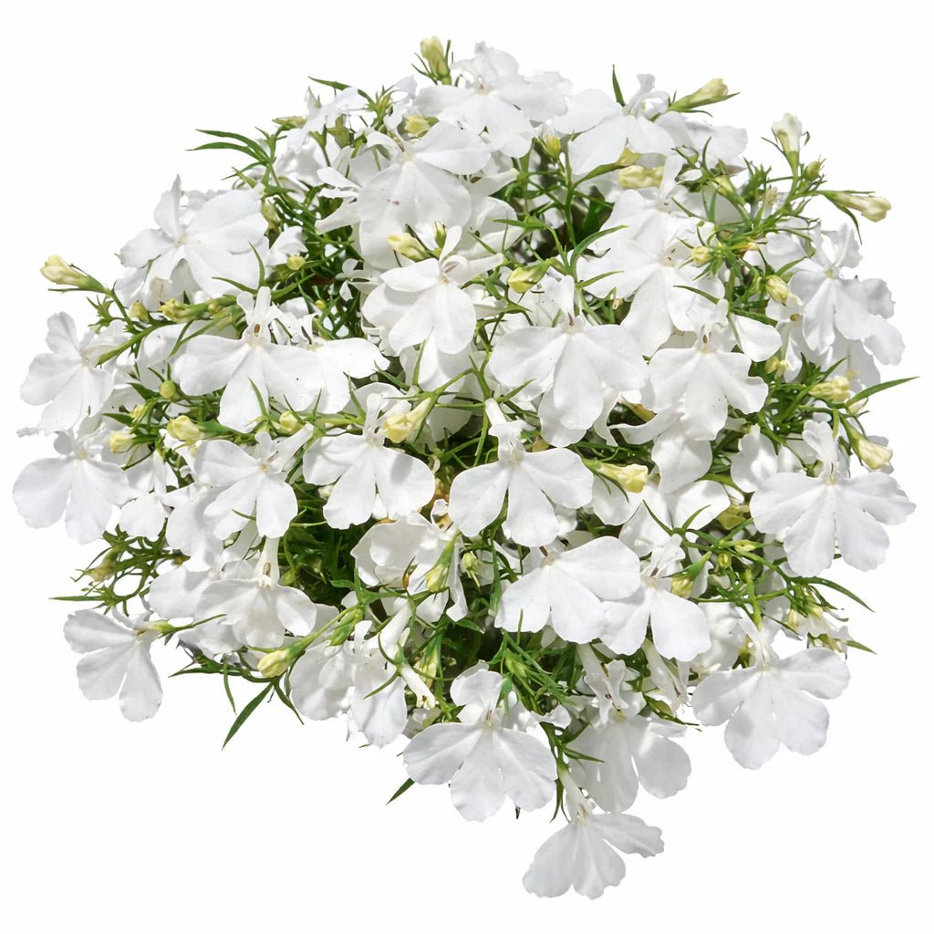 Lobelia Erinus 'Riviera White' 10 Cell Pot (PICK UP ONLY) - Ladybird Nursery