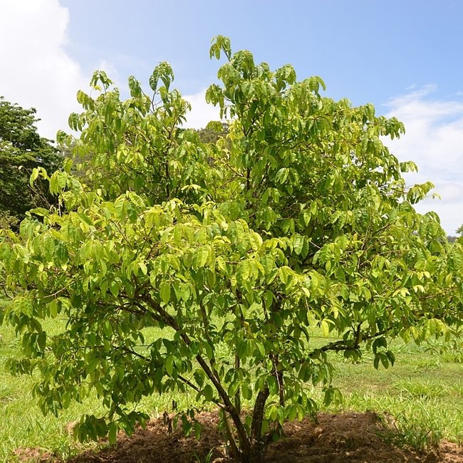 Rollinia Brazilian Custard Apple - Ladybird Nursery