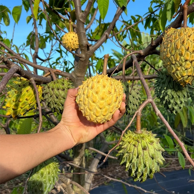 Rollinia Brazilian Custard Apple