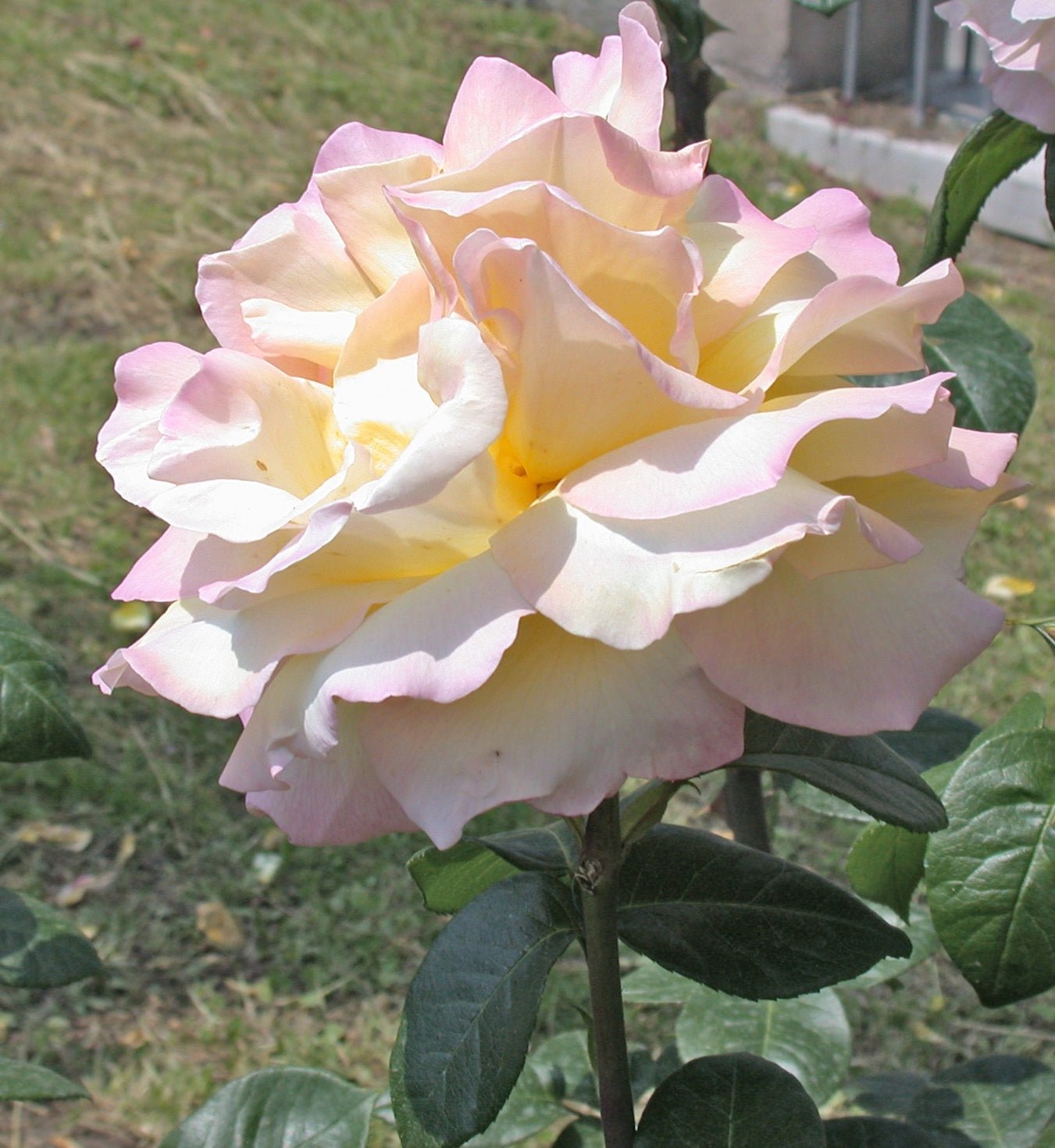Rose Brady (Rosa) - Ladybird Nursery