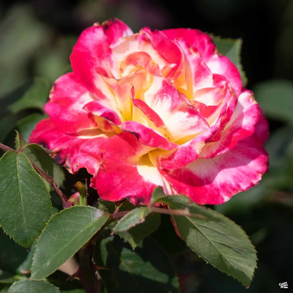 Rose 'Double Delight' 2ft Standard - Ladybird Nursery