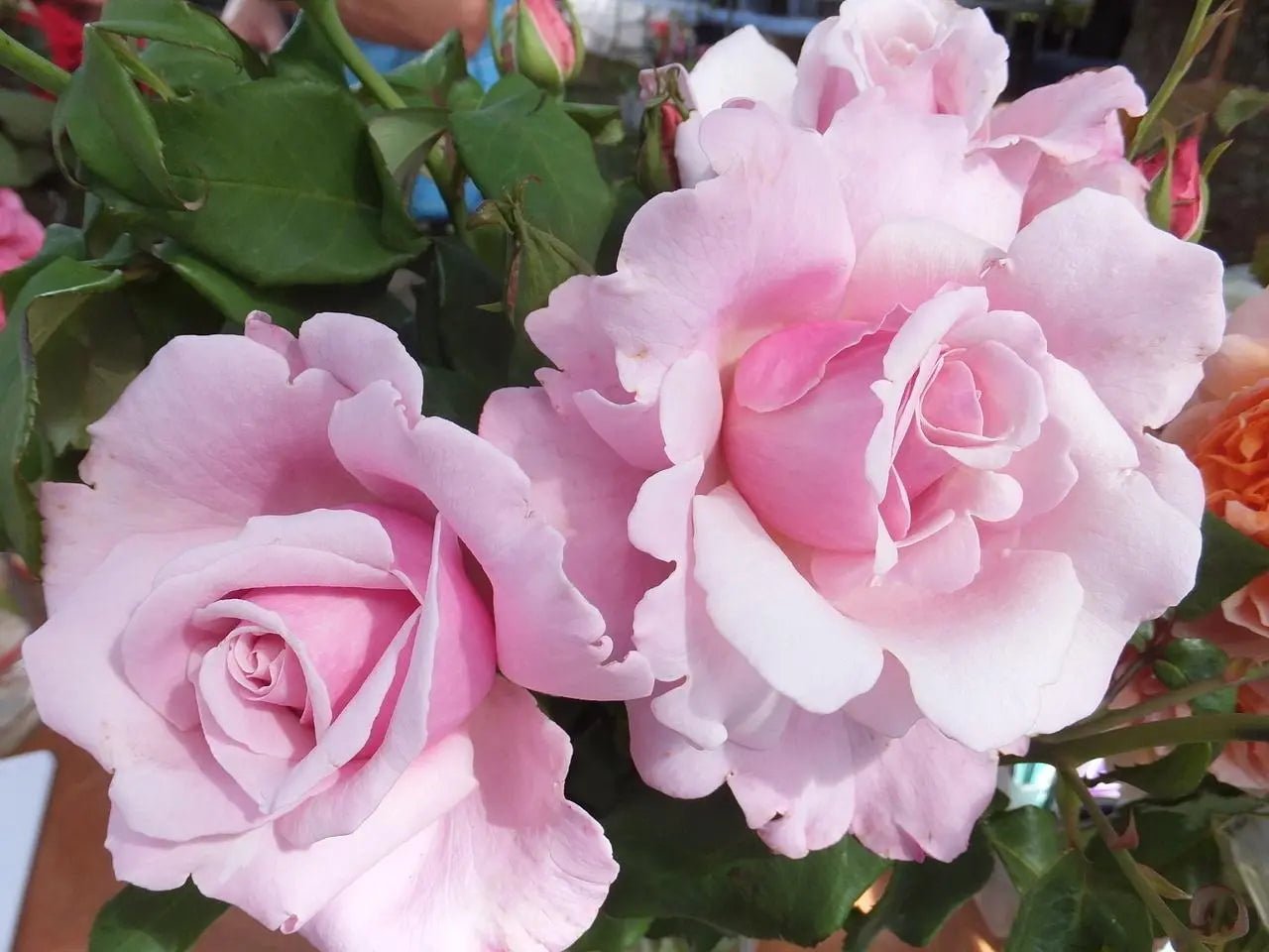 Rose 'Heaven Scent' 2ft Standard - Ladybird Nursery