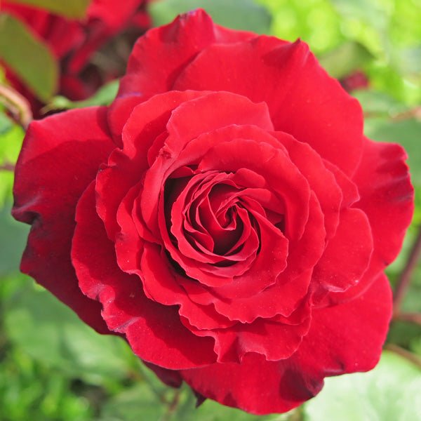 Rose 'Ilona' 2ft Standard - Ladybird Nursery