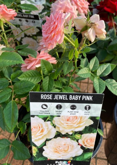 Rose ‘Jewel Baby Pink’ (Rosa hybrid)