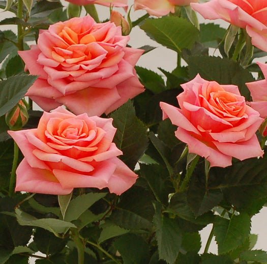 Rose Ovation (Rosa) - Ladybird Nursery