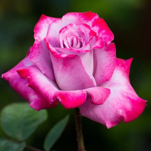 Rose 'Paradise' 2ft Standard - Ladybird Nursery