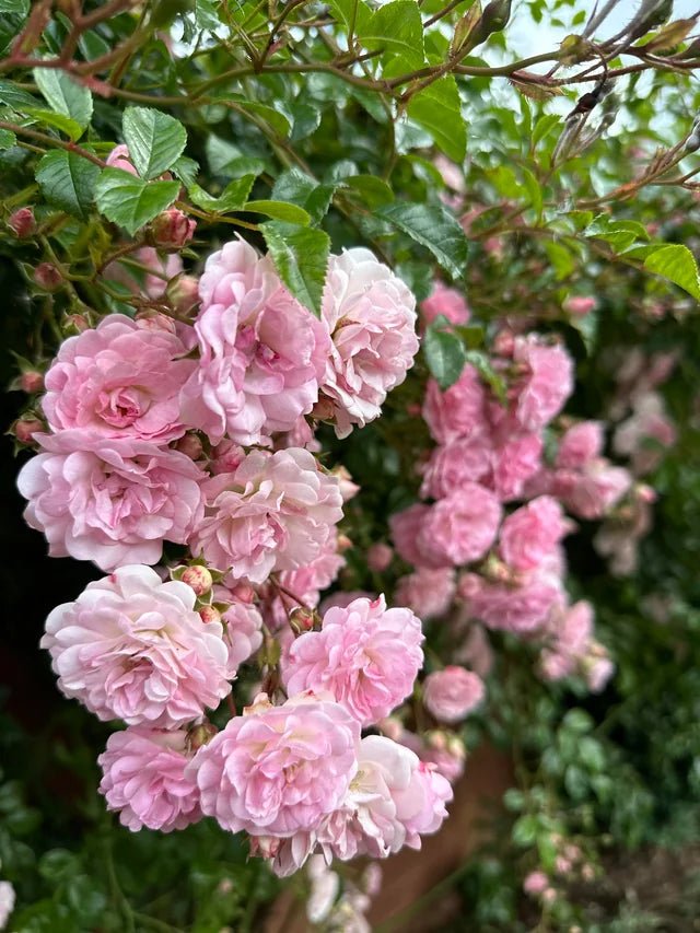 Rose 'Pink Cascade' (Climbing) - Ladybird Nursery
