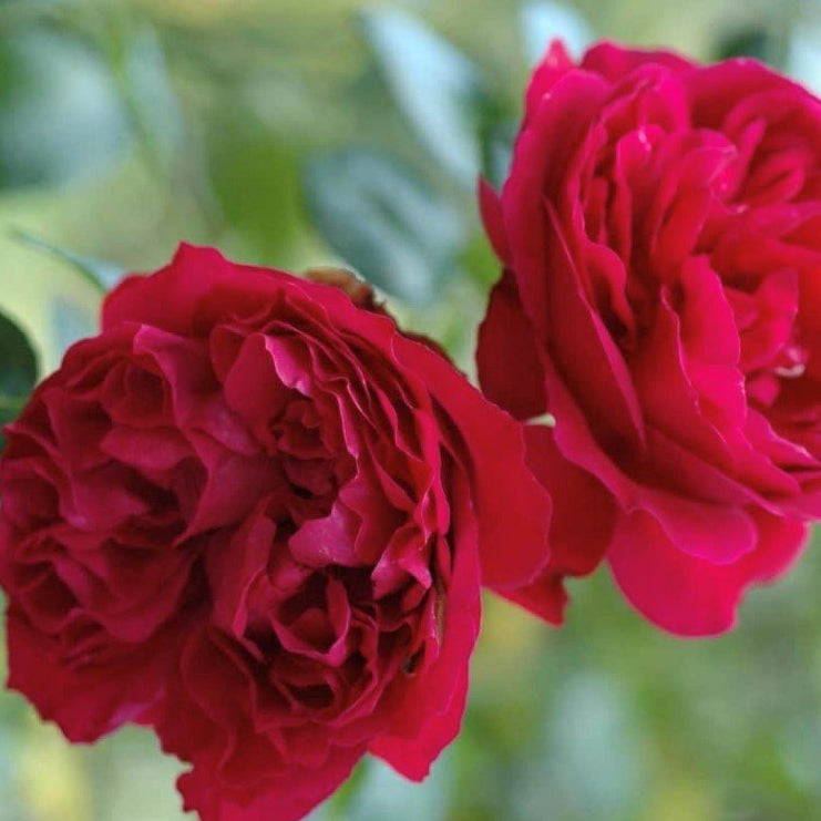 Rose 'Red Pierre de Ronsard' - Ladybird Nursery
