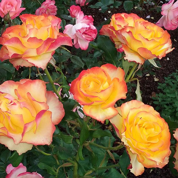 Rose 'Tequila Sunrise' 2ft Standard - Ladybird Nursery