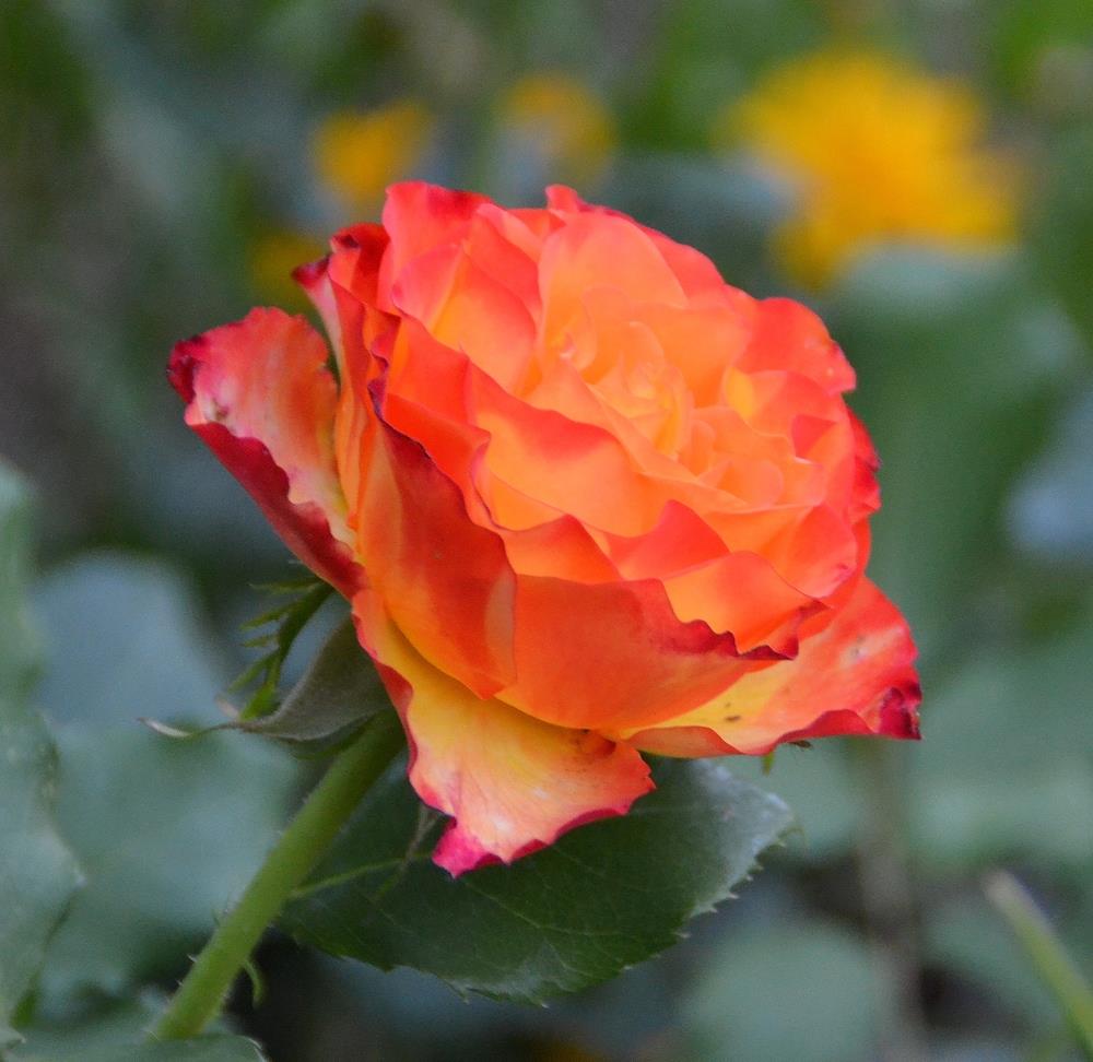 Rose 'Tequila Sunrise' 2ft Standard - Ladybird Nursery