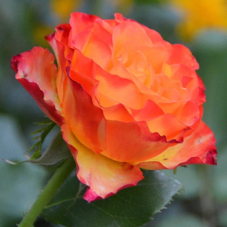 Rose 'Tequila Sunrise' 2ft Standard - Ladybird Nursery