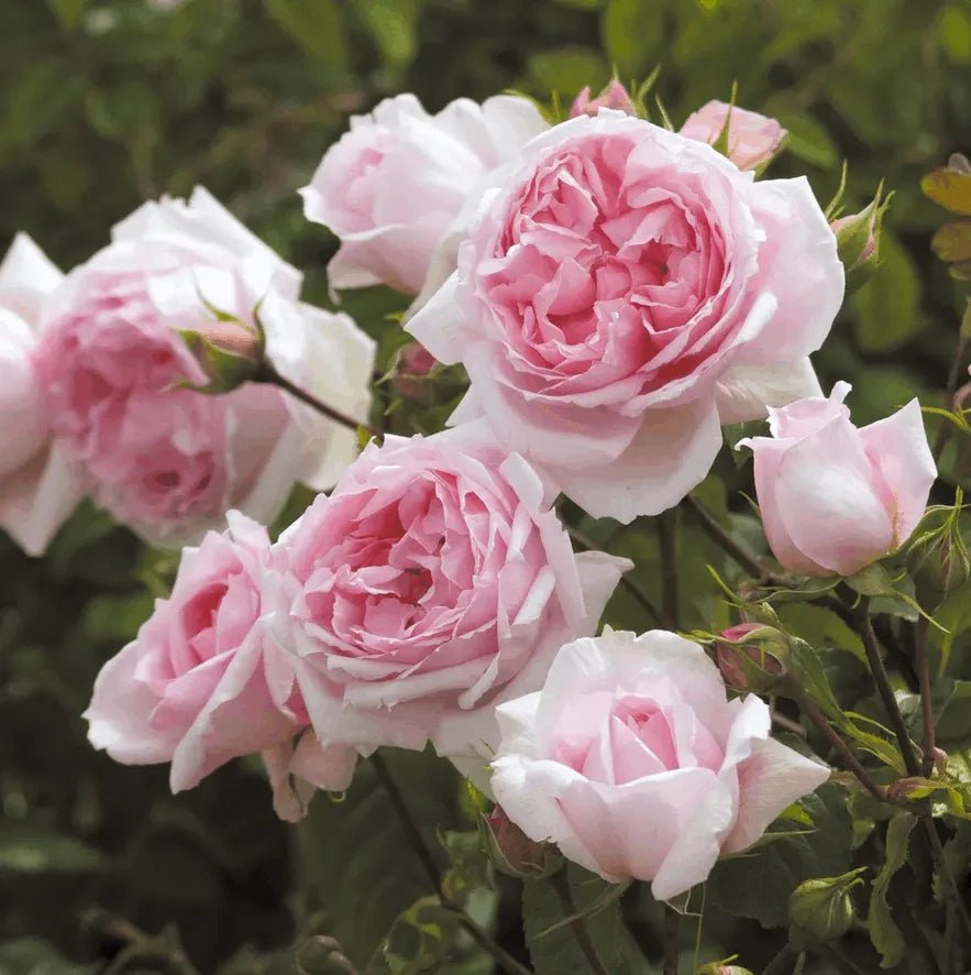 Rose 'The Wedgewood' (David Austin) - Ladybird Nursery