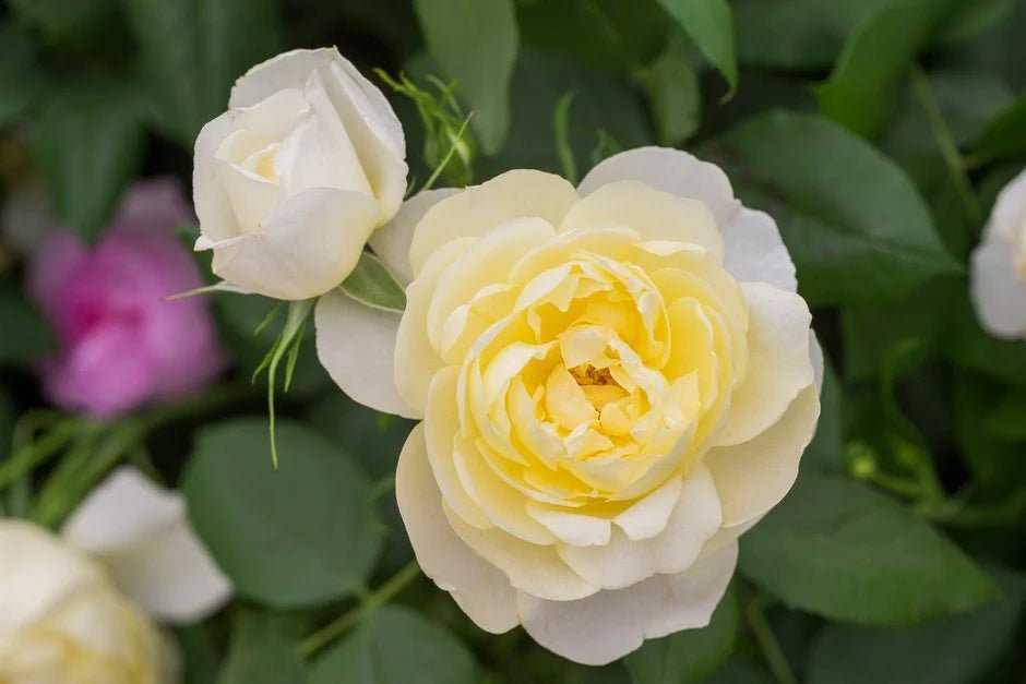 Rose 'Vanessa Bell' (David Austin) - Ladybird Nursery