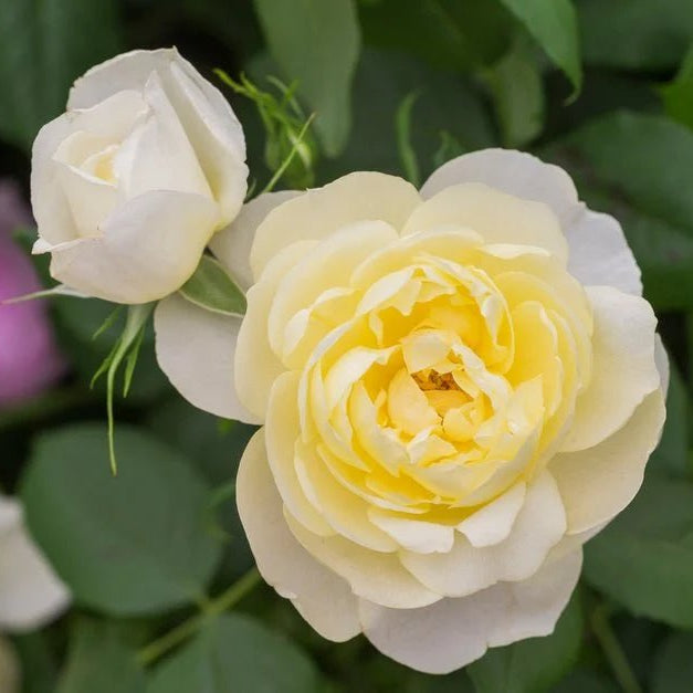 Rose 'Vanessa Bell' (David Austin) - Ladybird Nursery