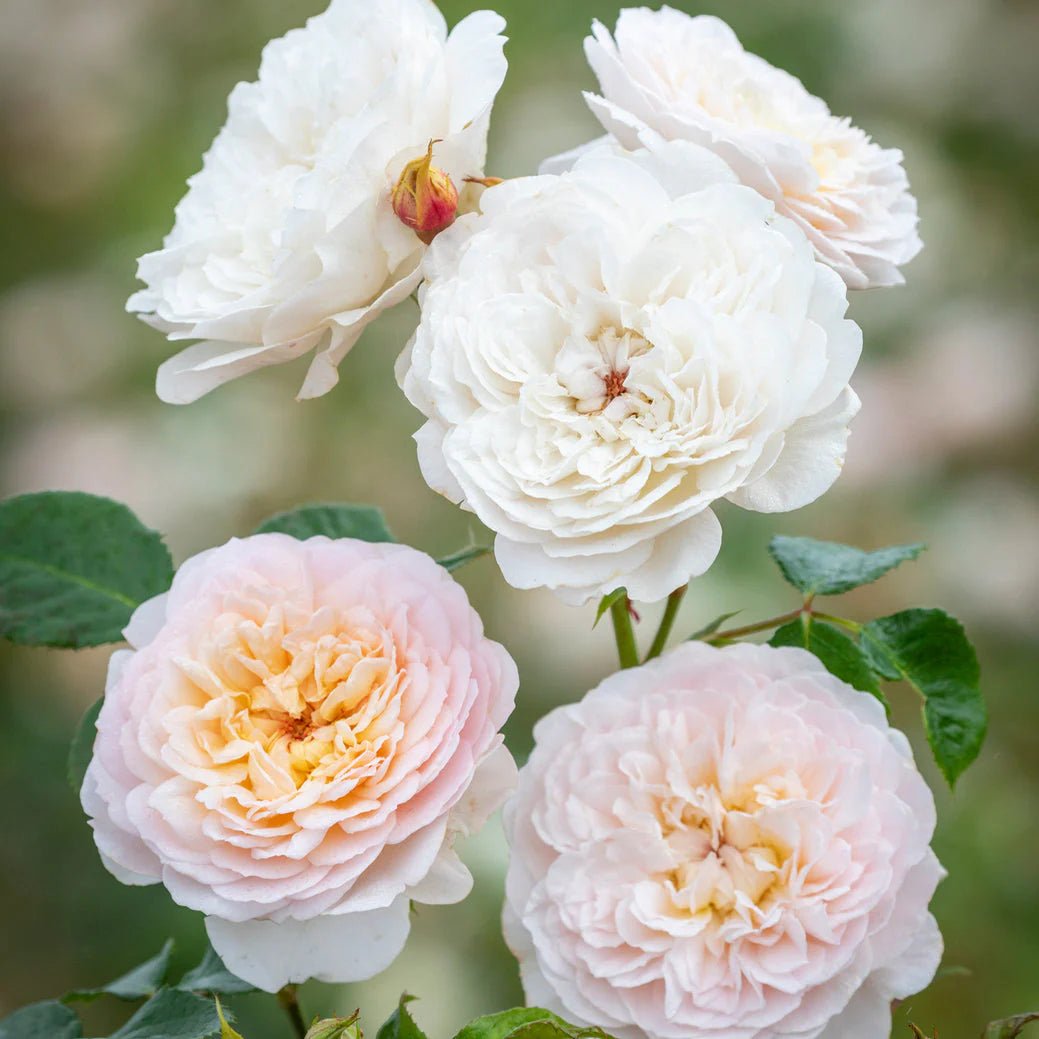Rose ‘Emily Bronte' (David Austin) - Ladybird Nursery
