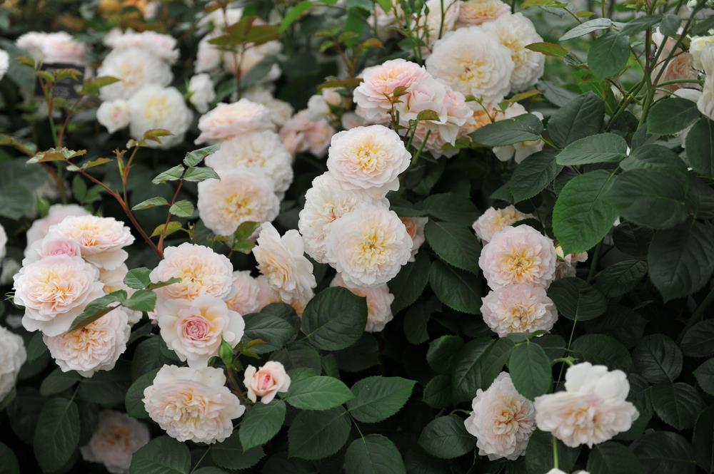 Rose ‘Emily Bronte' (David Austin) - Ladybird Nursery