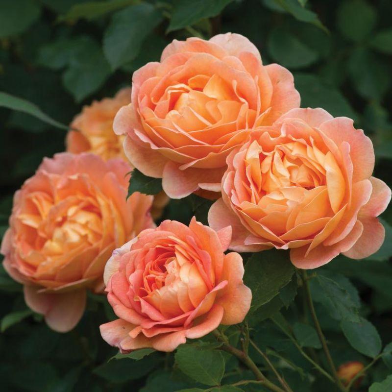 Rose ‘Lady of Shallot' (David Austin) - Ladybird Nursery