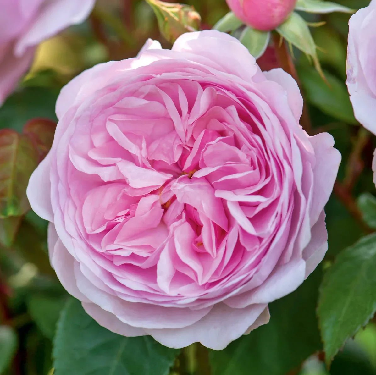 Rose ‘Olivia Rose Austin’ (David Austin) - Ladybird Nursery