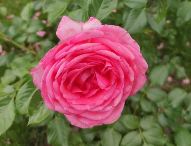 Rose ‘Parfum de Paris’ (Delbard) - Ladybird Nursery