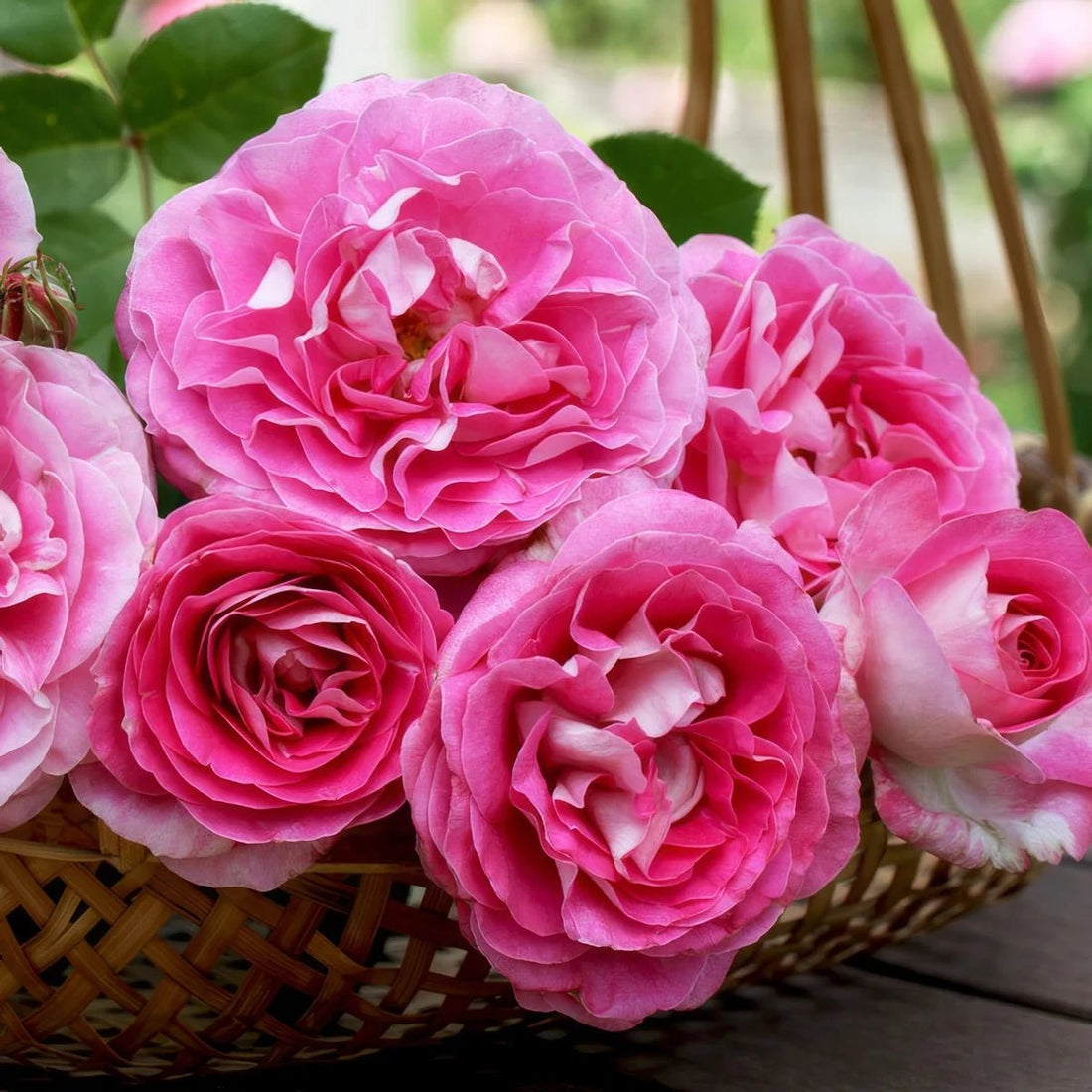 Rose 'Coconut Ice '- Large - Ladybird Nursery