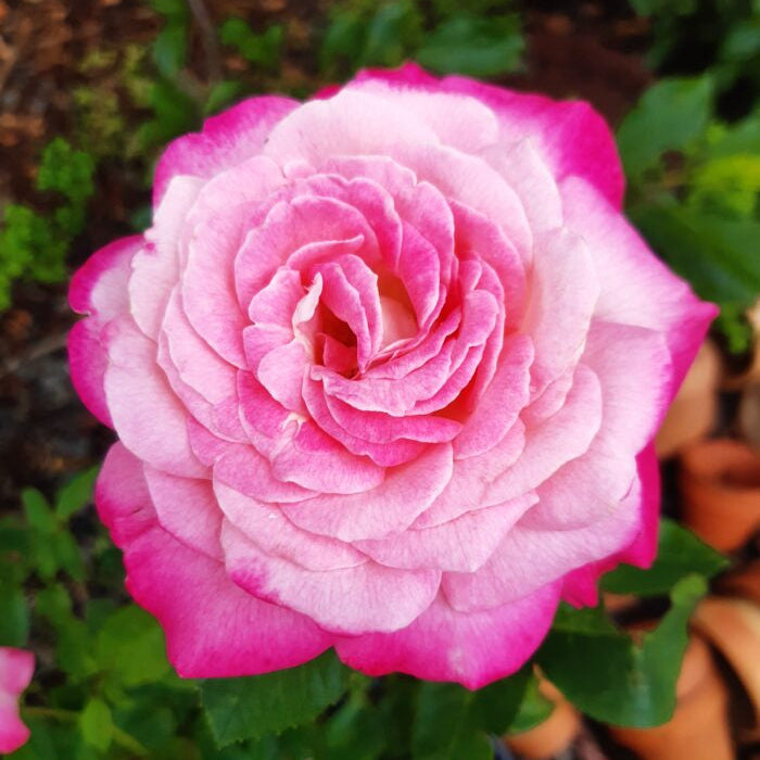 Rose 'Beautiful Girl'