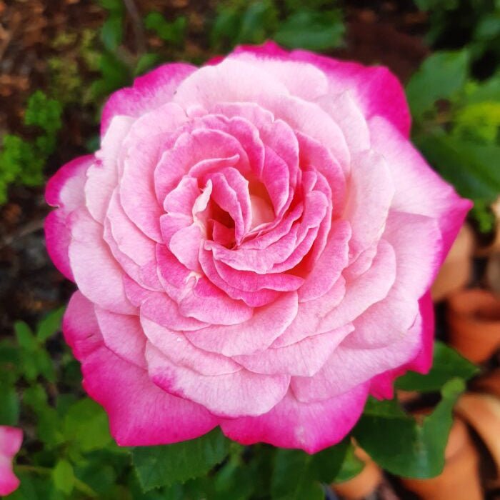 Rose 'Beautiful Girl' - Ladybird Nursery