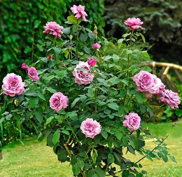Rose ‘Charles de Gaulle’ - Large