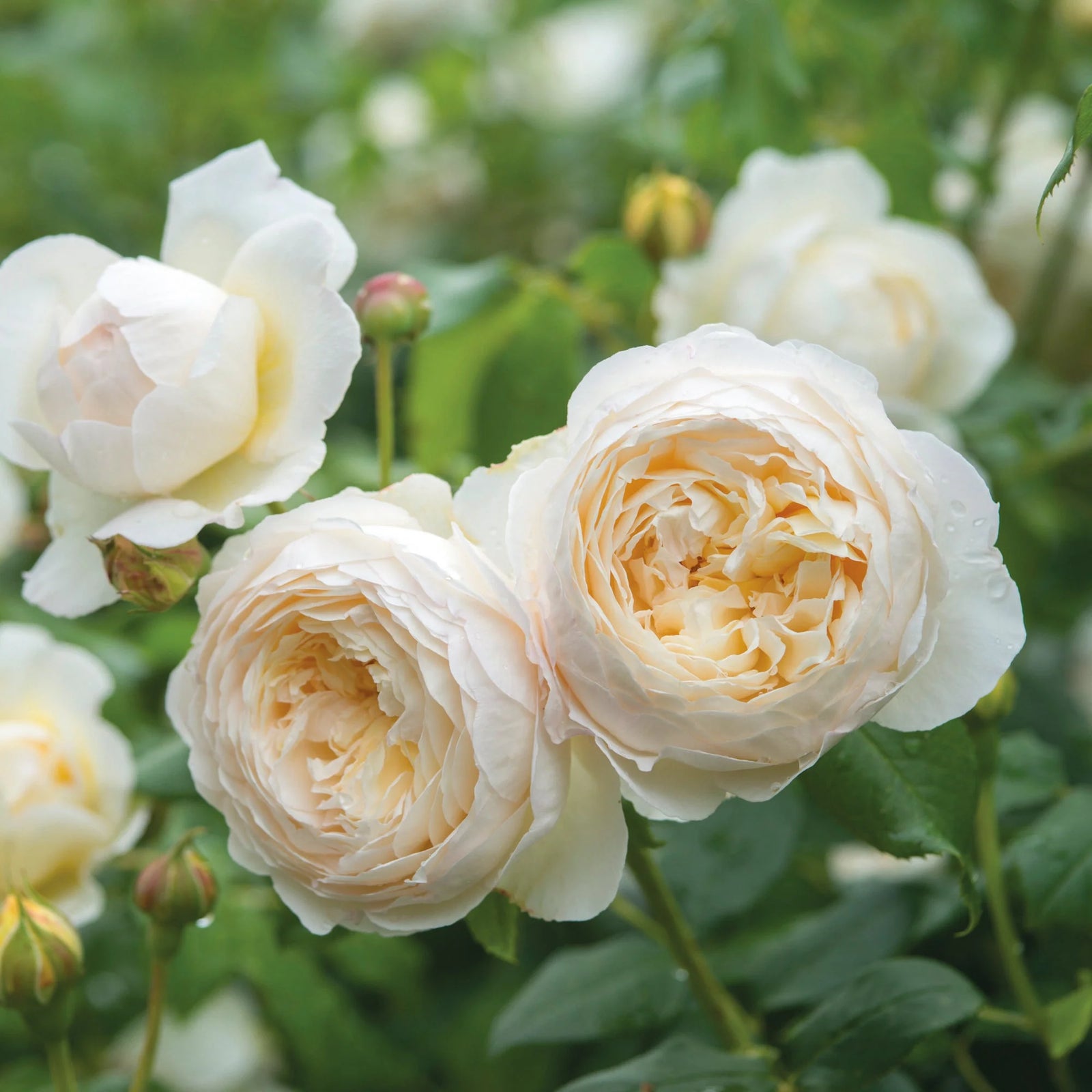 Rose 'Claire Austin' (David Austin) - Large