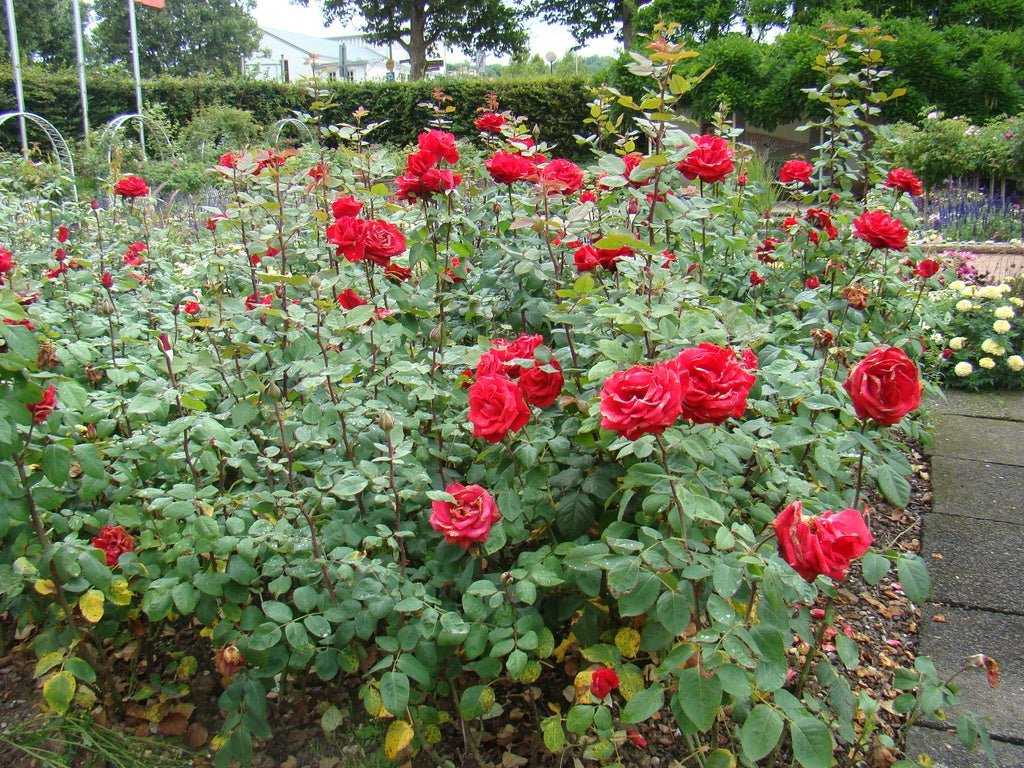 Rose 'Grande Amore' - Large - Ladybird Nursery