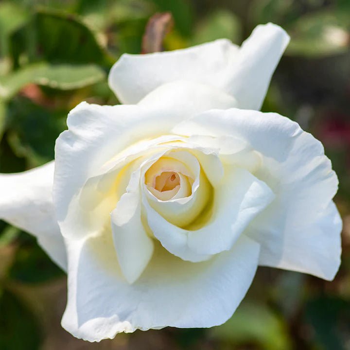Rose 'Honor' - Ladybird Nursery